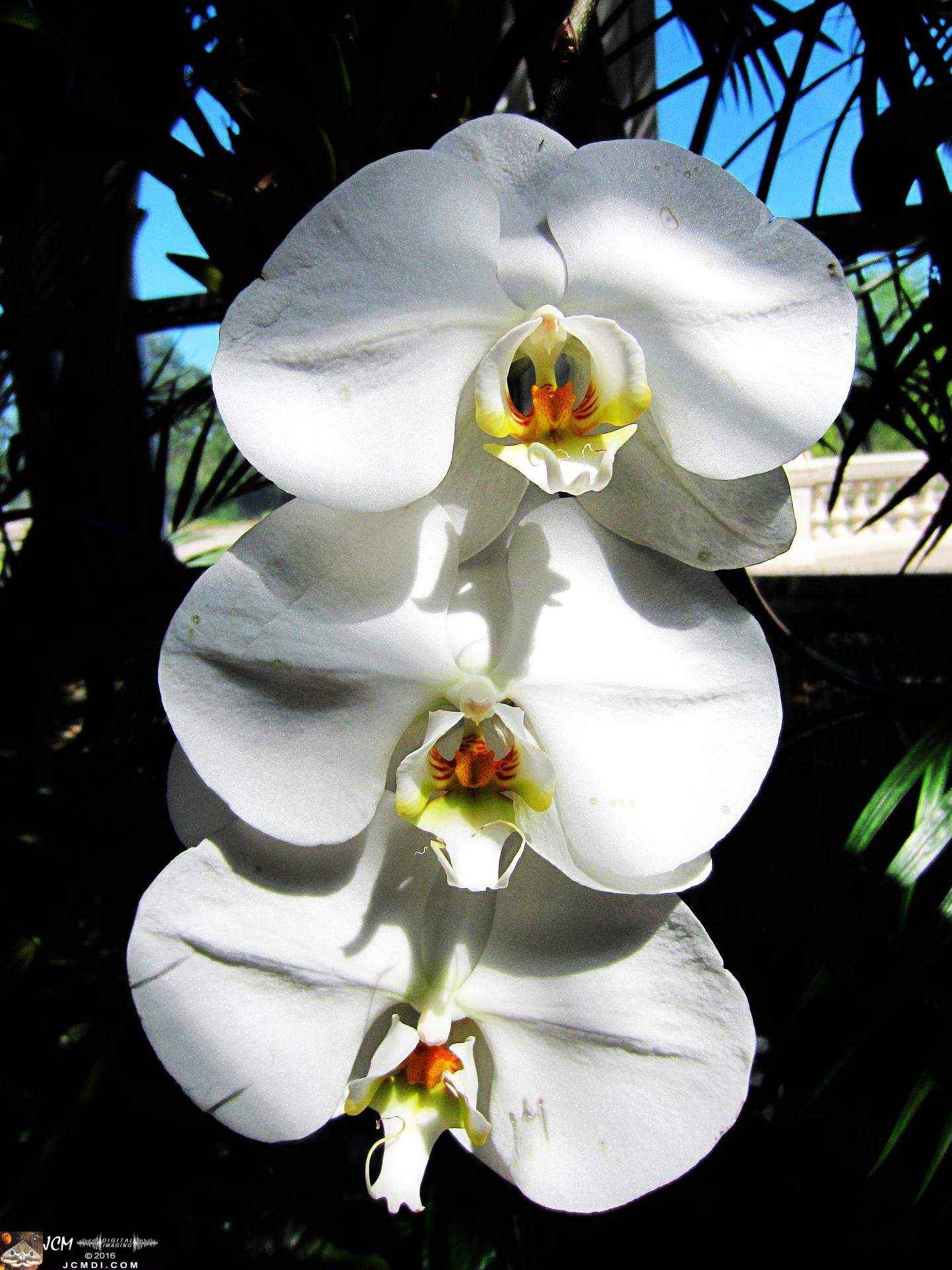 Como Zoo conservatory, MN orchids close up